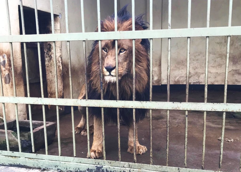 A male lion stands behind the bars of a zoo enclosure