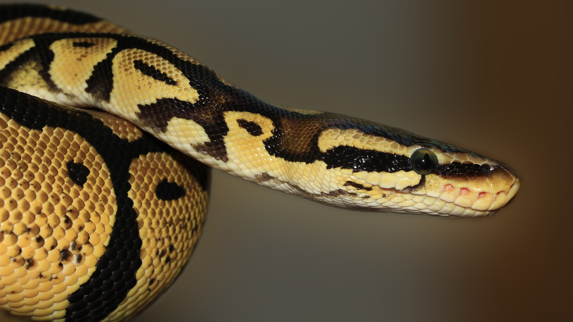 Close of of the head of a snake with yellow and black markings