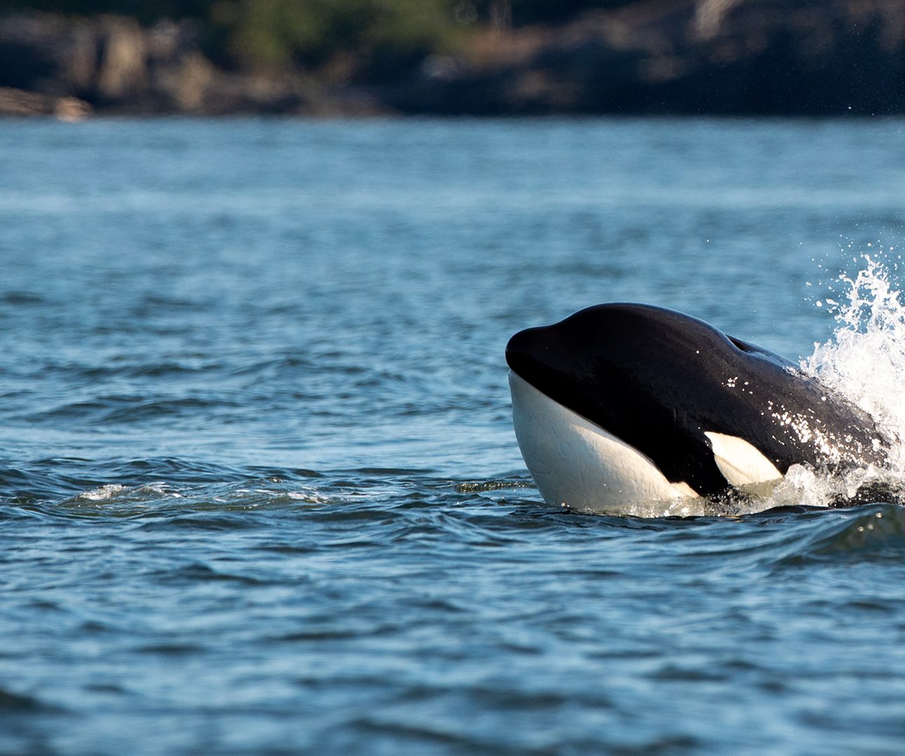 An orca swimming in the open sea