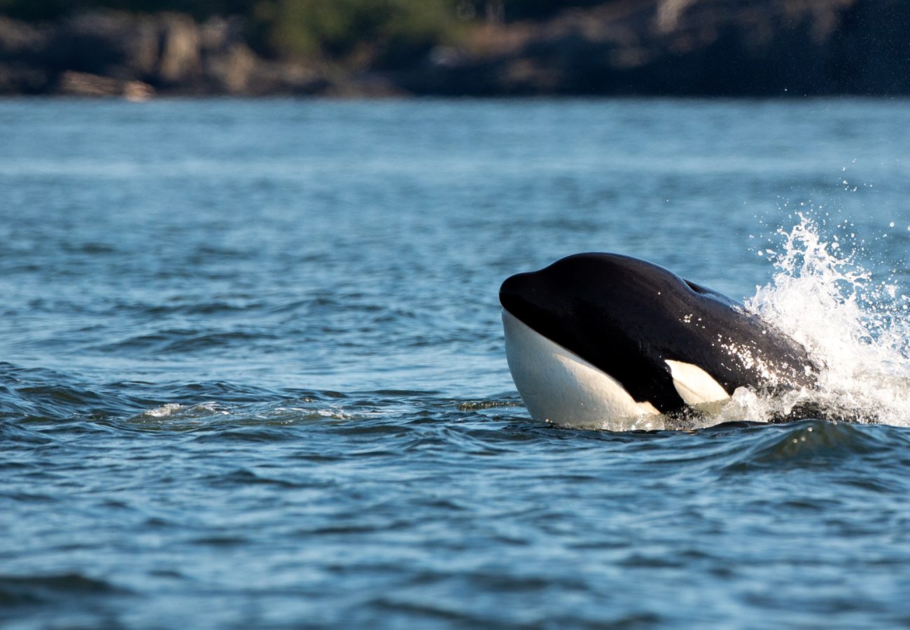 An orca swimming in the open sea