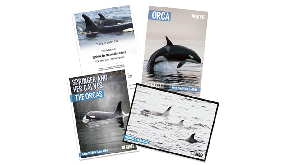 Springer orca adoption pack