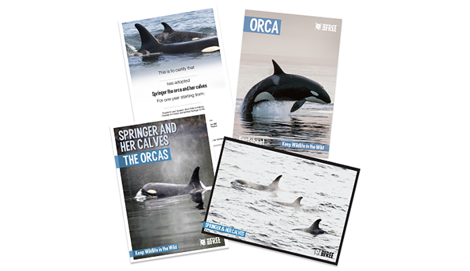 Springer orca adoption pack