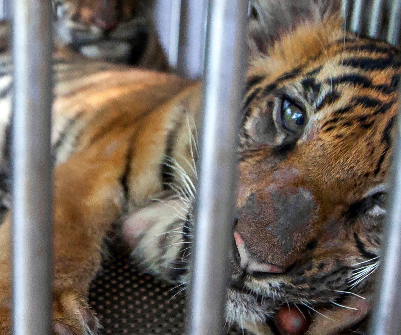 A tiger cub looking miserable staring through the bars of a tiny cage.