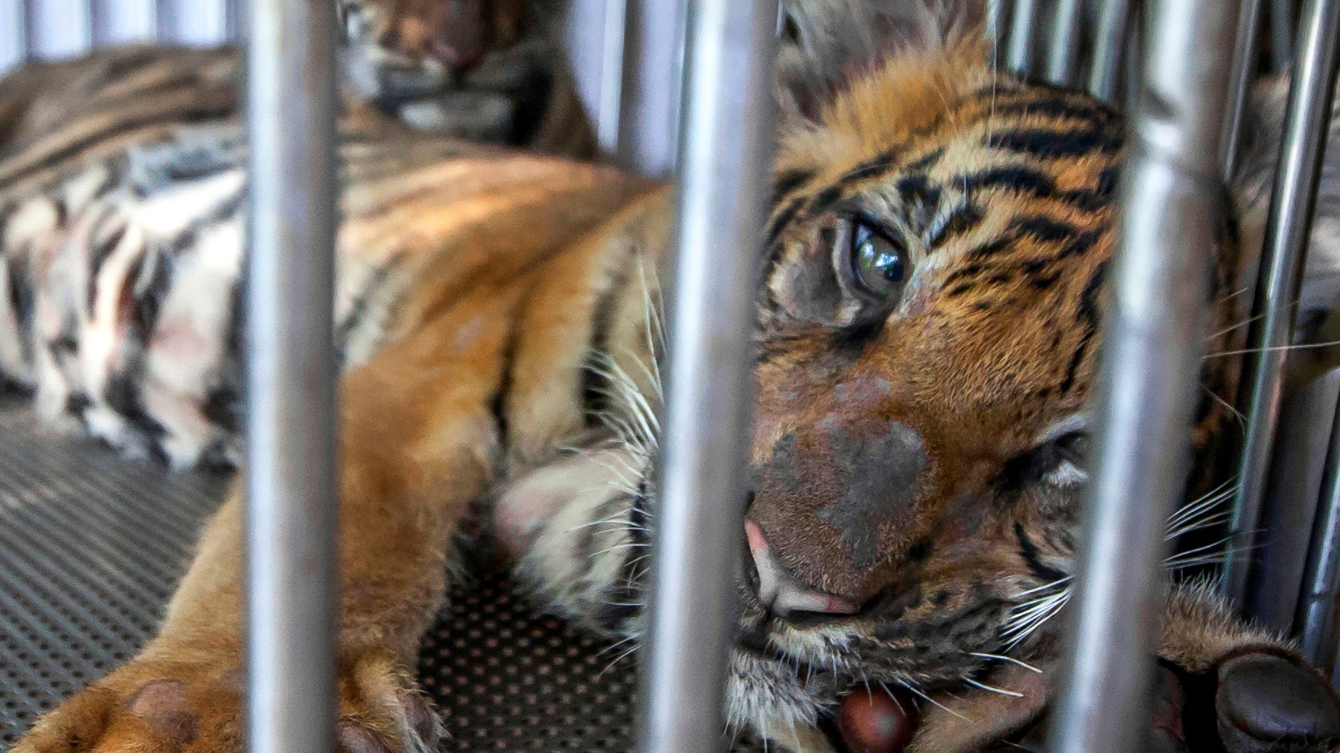 A tiger cub looking miserable staring through the bars of a tiny cage.