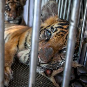 A tiger cub looking miserable staring through the bars of a tiny cage.