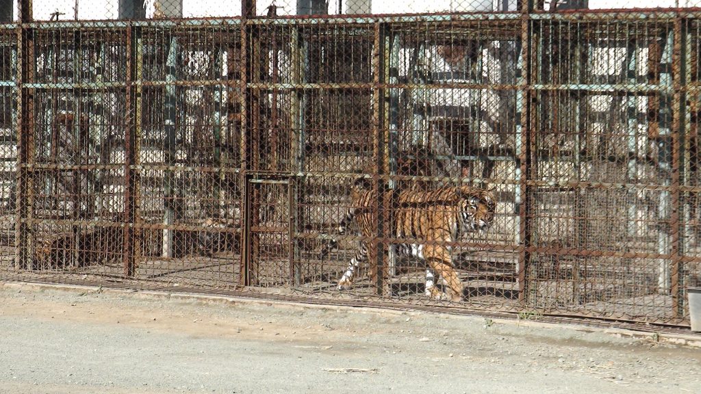 A tiger paces behind a thick metal wire fence in a narrow cage