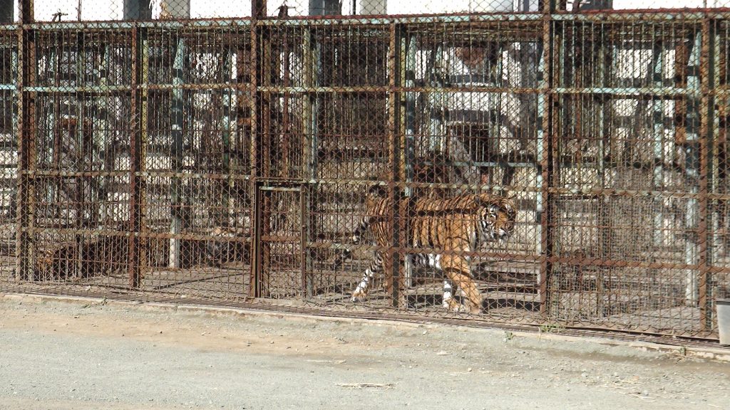A tiger paces behind a thick metal wire fence in a narrow cage