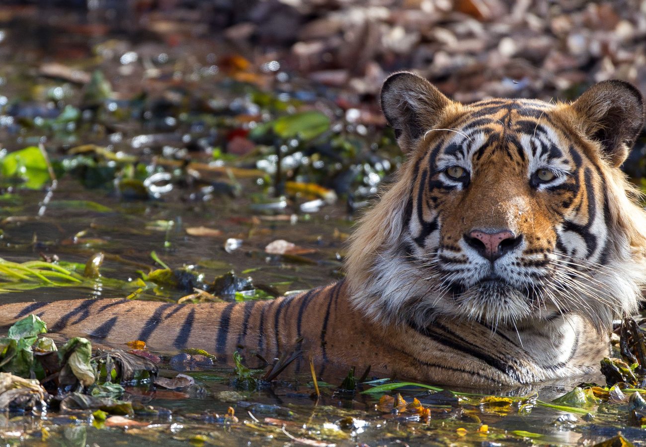 A tiger cooling off in a leafy pool of water