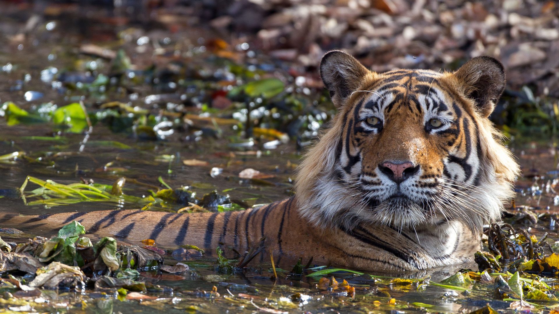 A tiger cooling off in a leafy pool of water