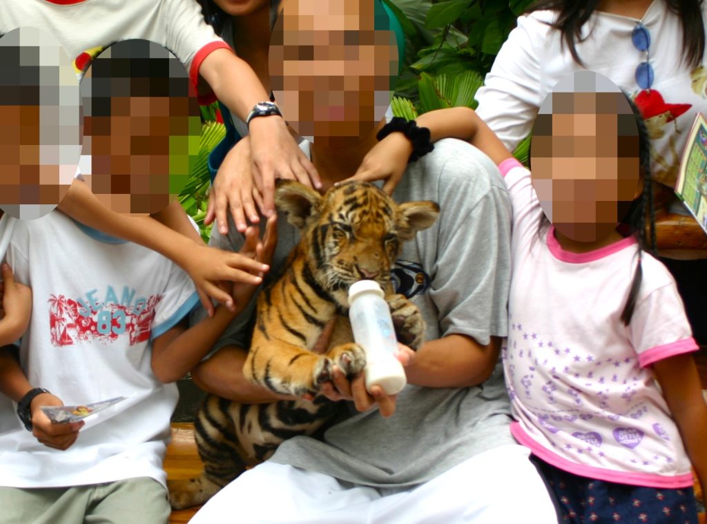 A family holding a young tiger cub, all touching it as it drinks from a bottle.