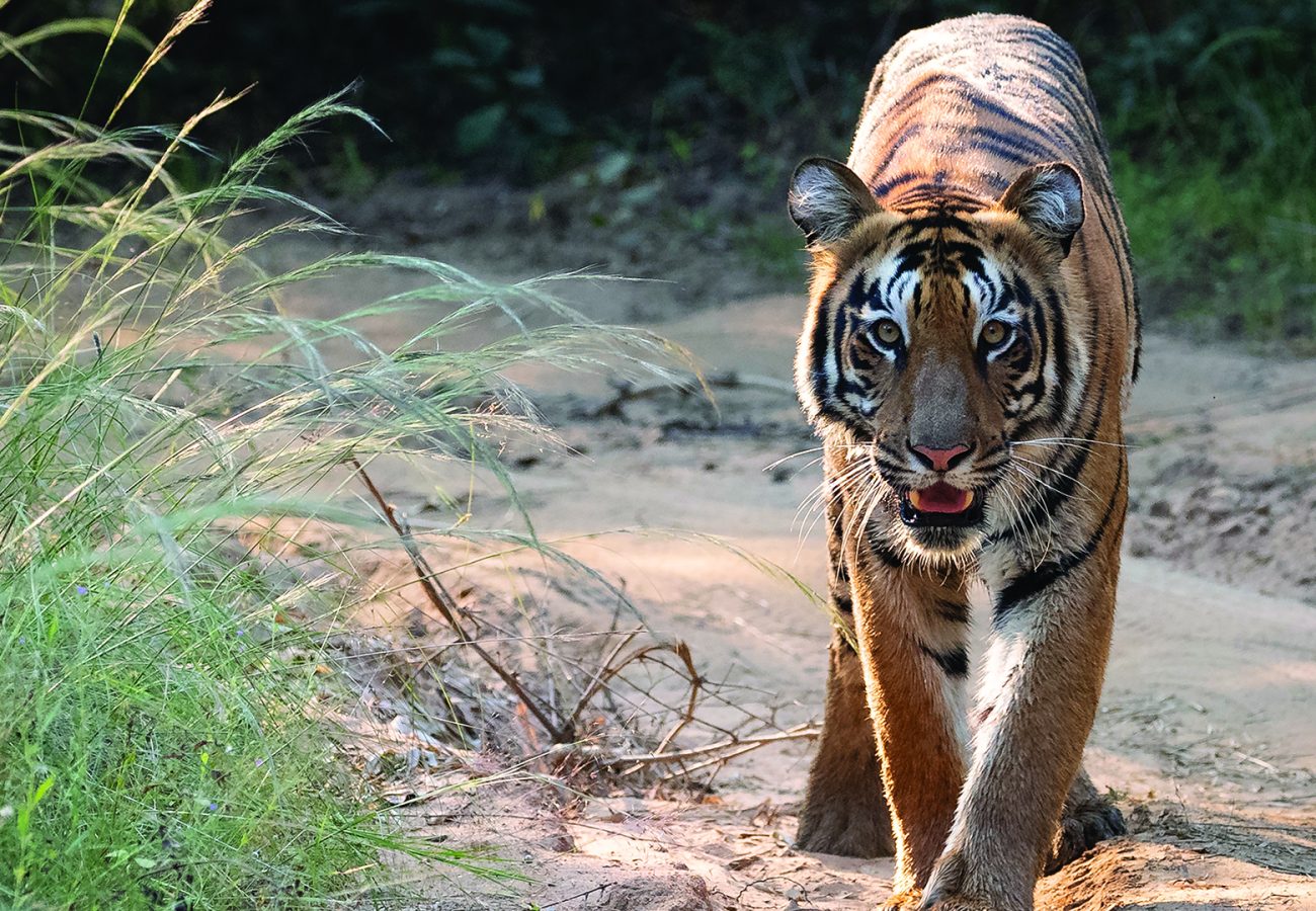 A tiger walks down a pathway towards the camera