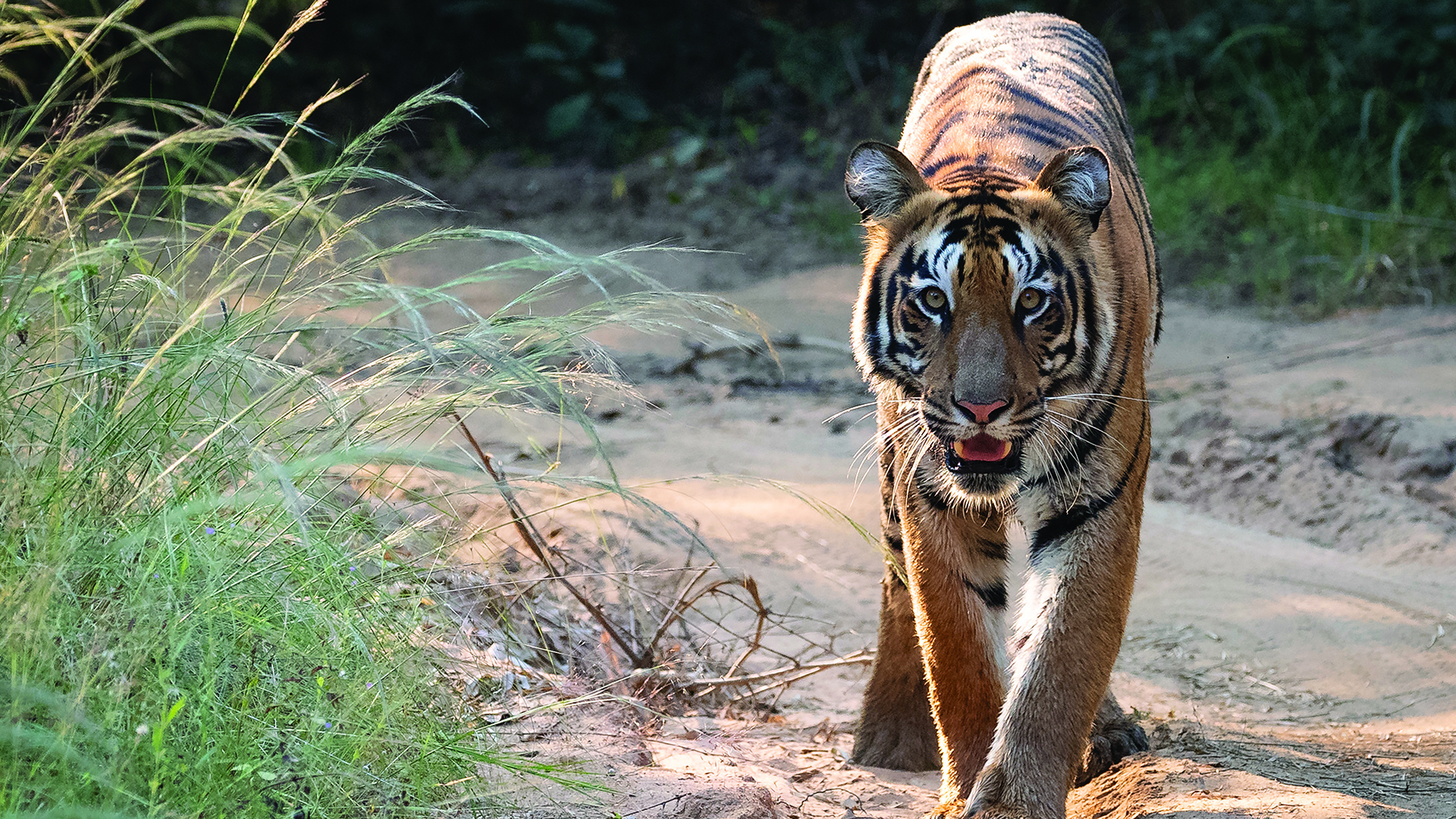 A tiger walks down a pathway towards the camera