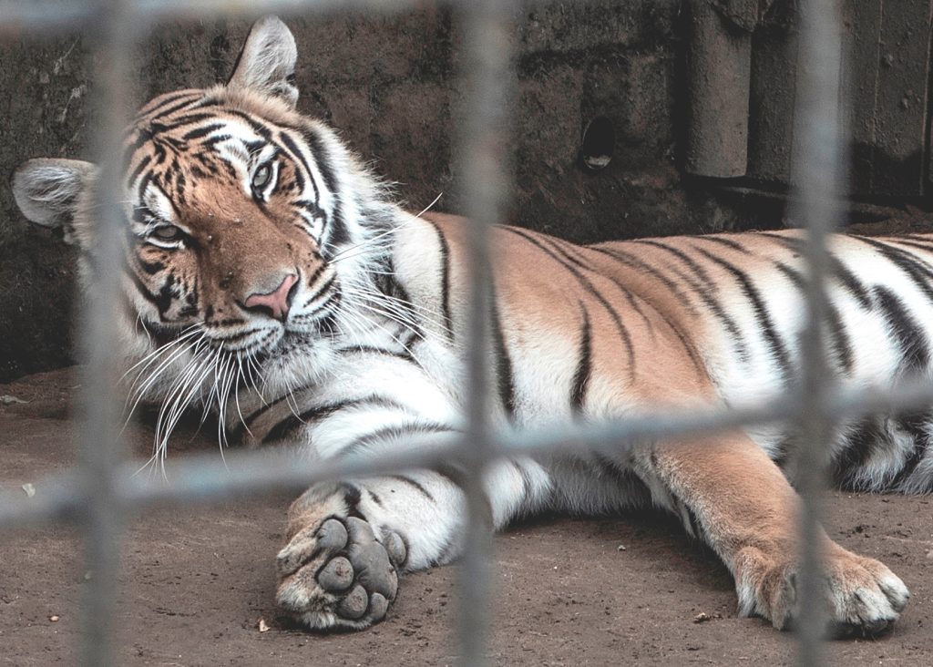 A tiger lies on its side behind the bars of a zoo enclosure