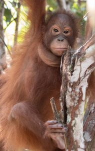 Timtom the orangutan clings to a tree