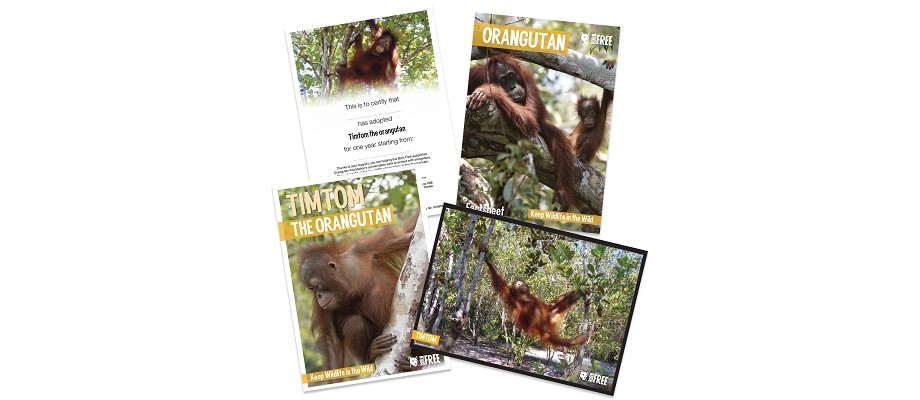 A montage of an orangutan adoption pack