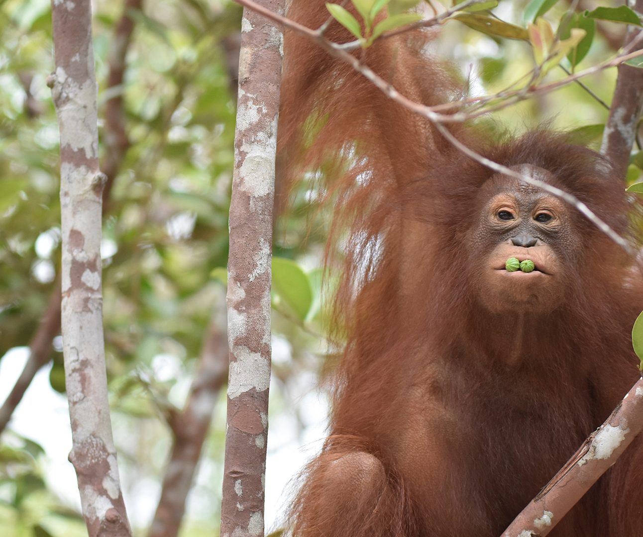 A photo of an orangutan high up in the branches of a tree