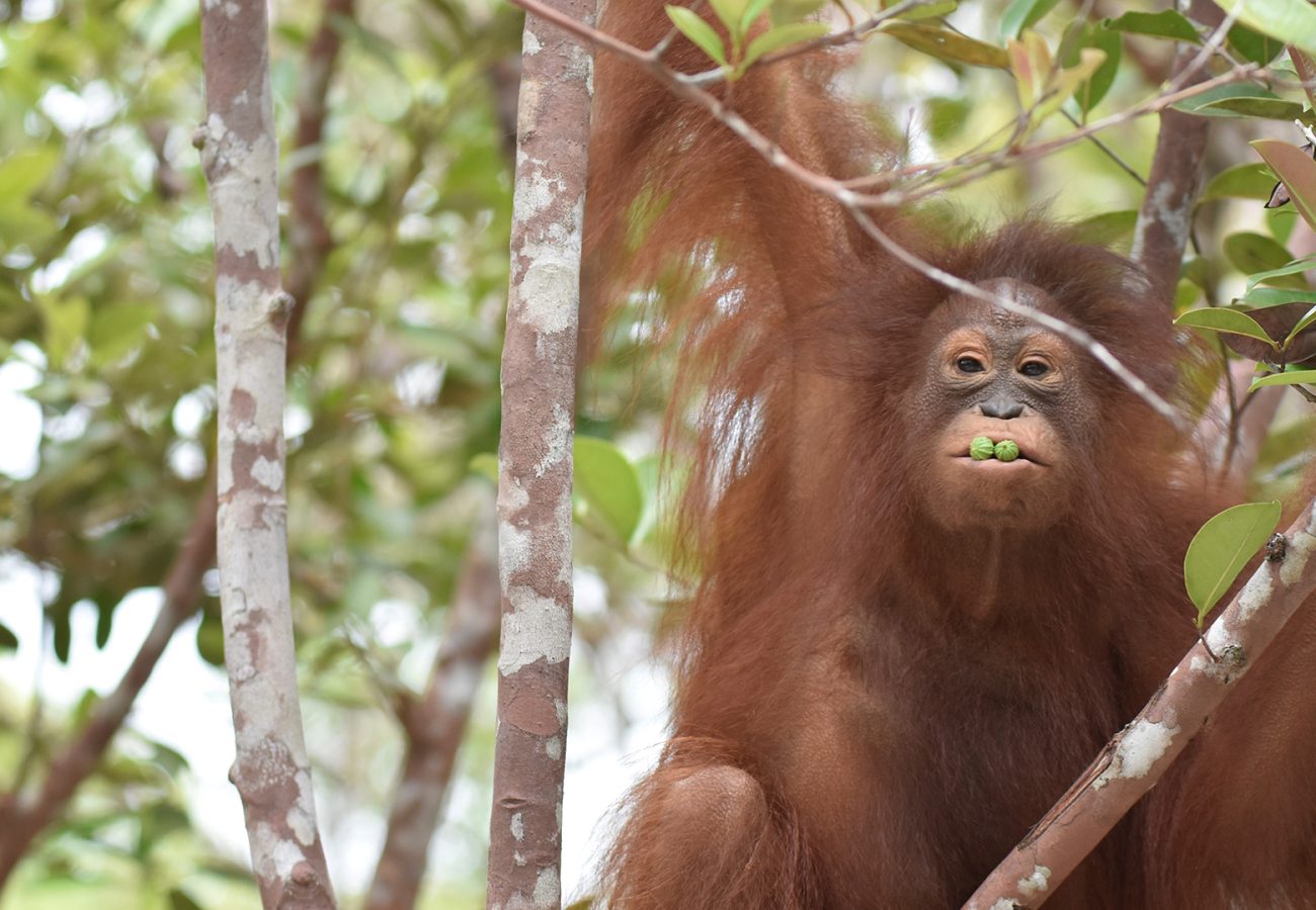 A photo of an orangutan high up in the branches of a tree