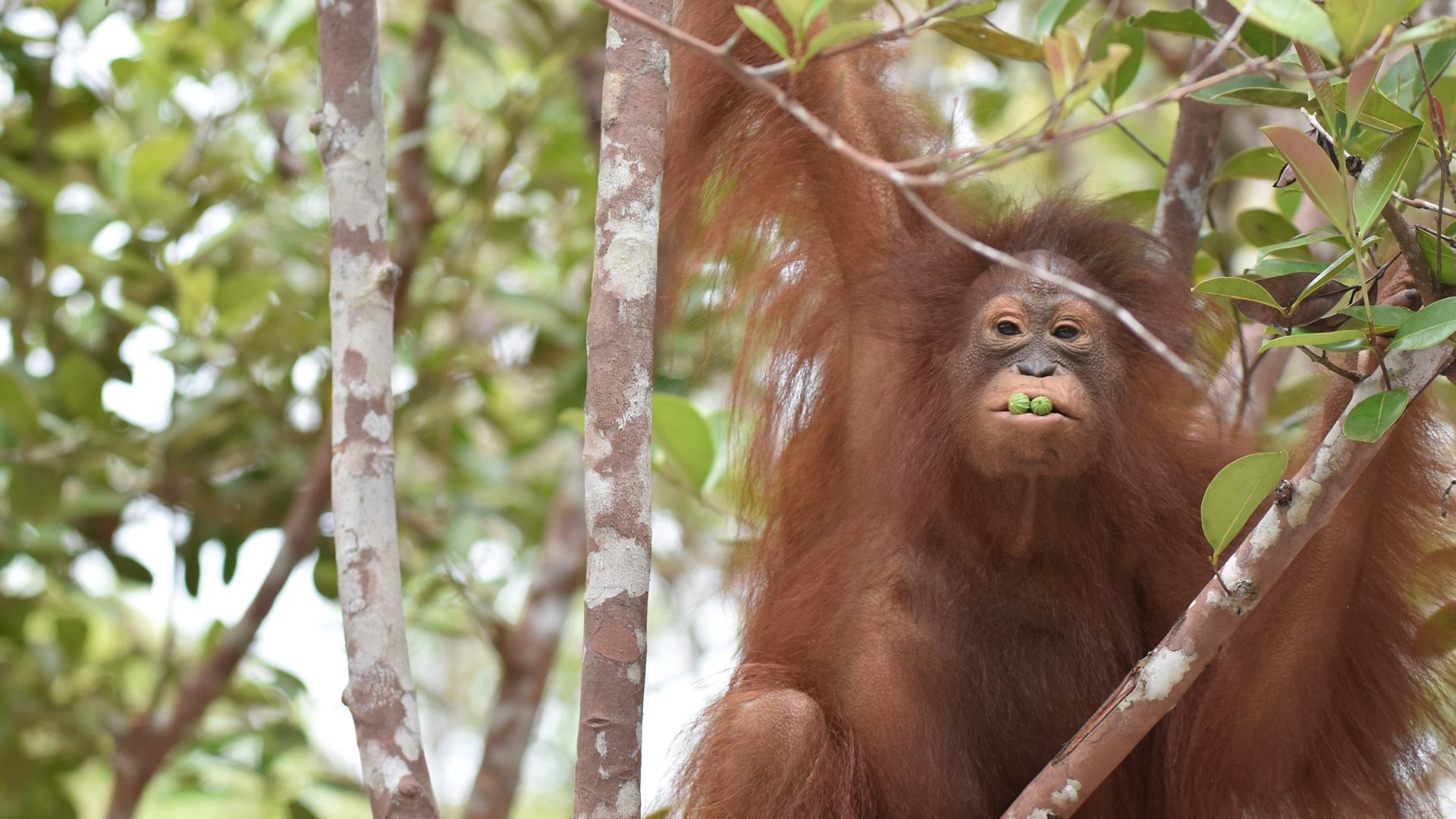 A photo of an orangutan high up in the branches of a tree