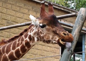 A giraffe licking a metal bar