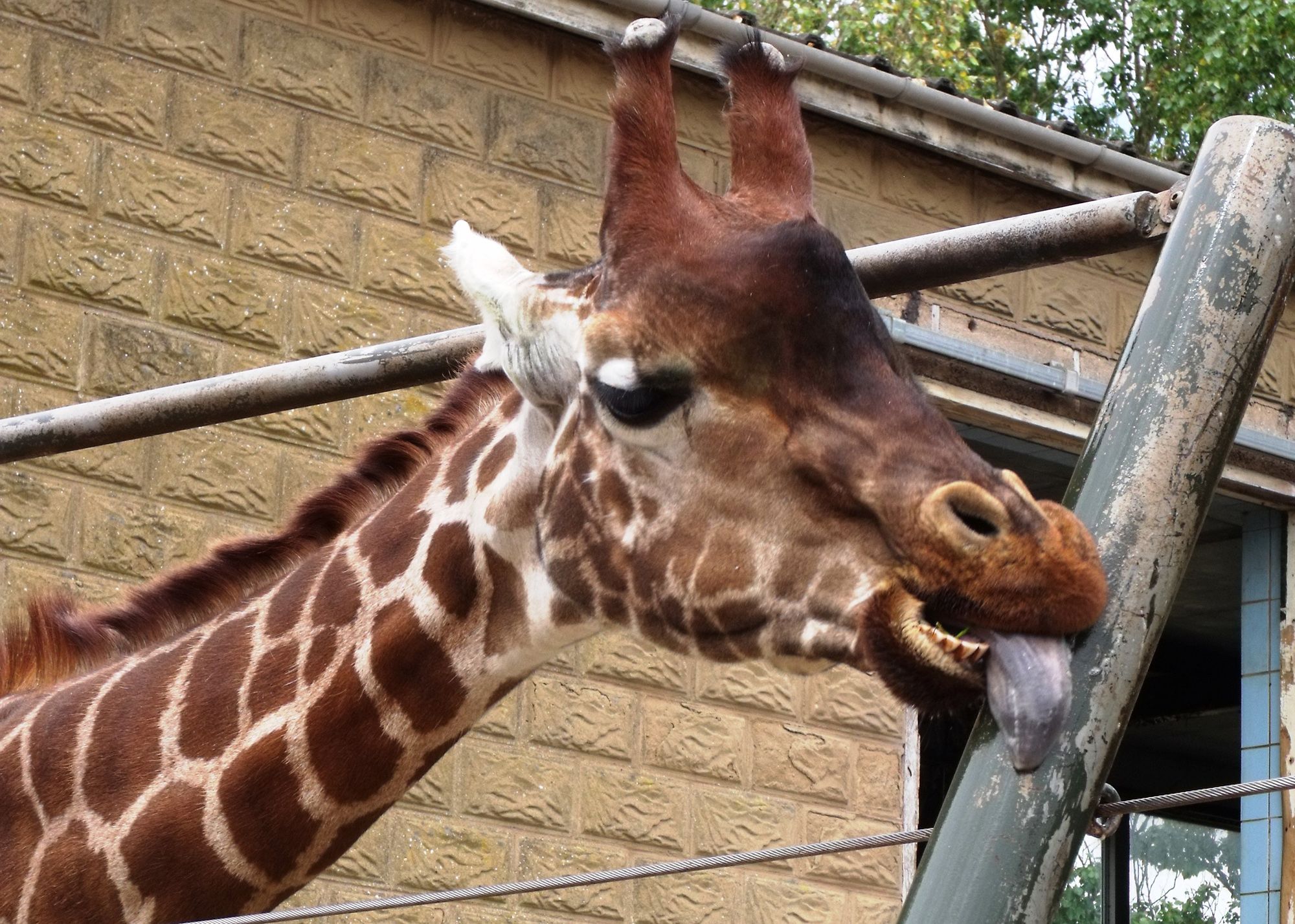 Abnormal behaviour in captive animals What is zoochosis? Born Free