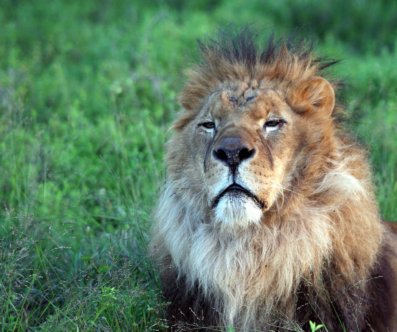 A male lion sits with head raised against a grassy backdrop