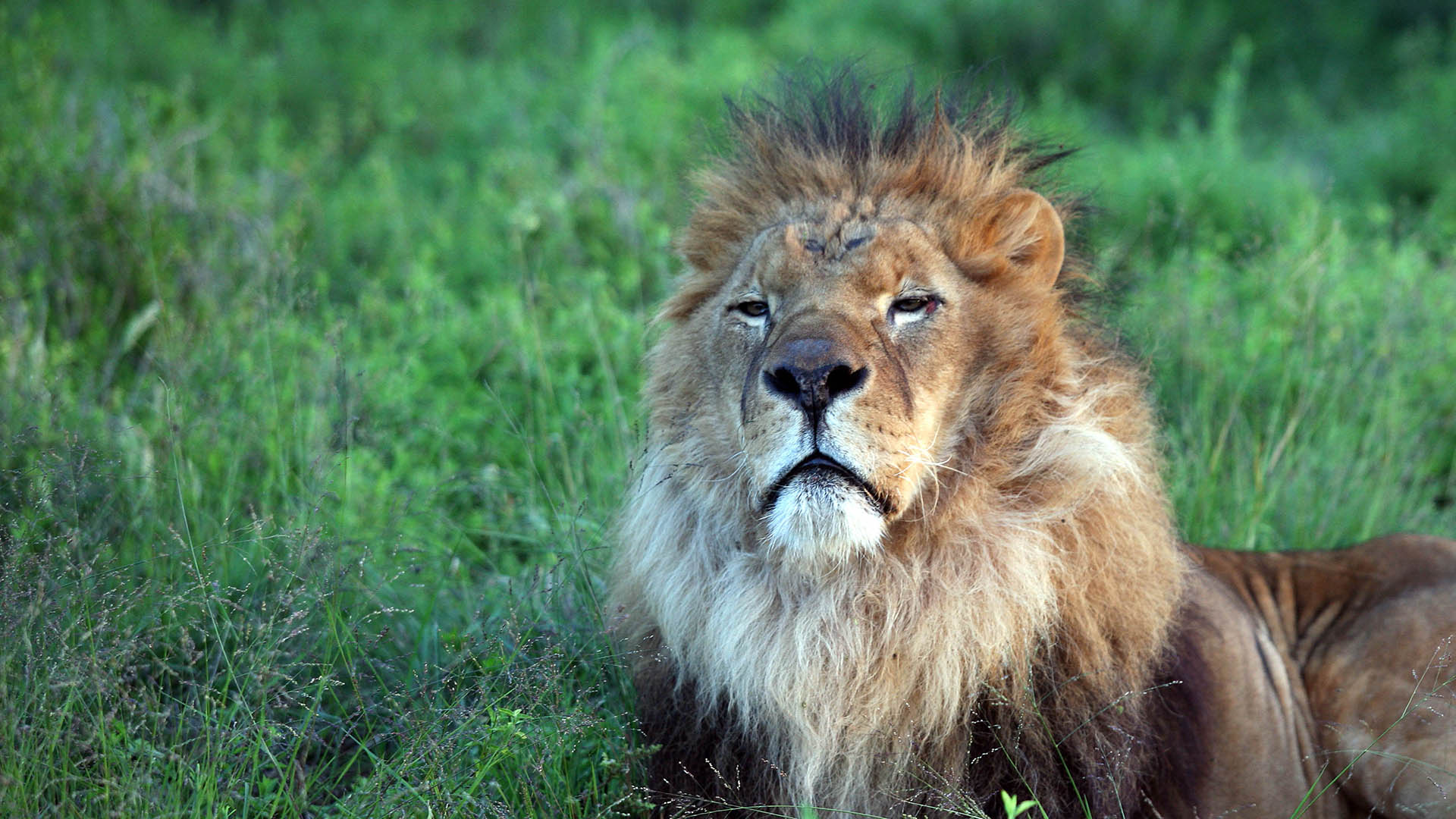 A male lion sits with head raised against a grassy backdrop