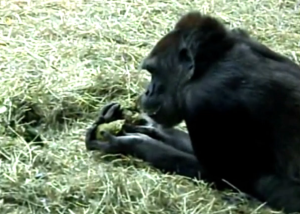 A gorilla vomiting into its hands