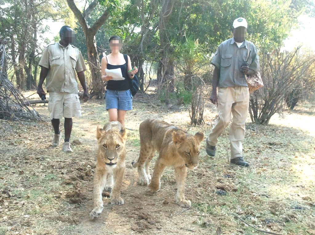 A tourist and guides walking with young lions in Zambia.