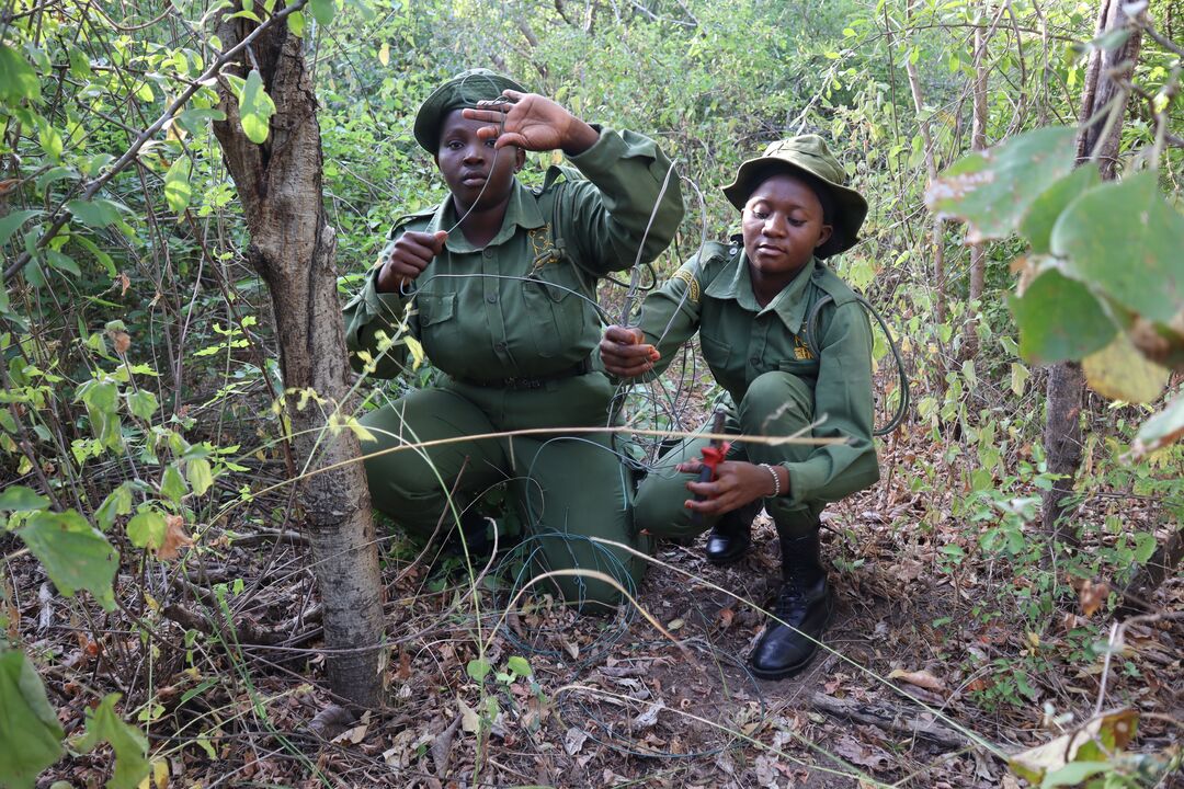 Two uniformed members of Born Free's Twiga team removing a snare