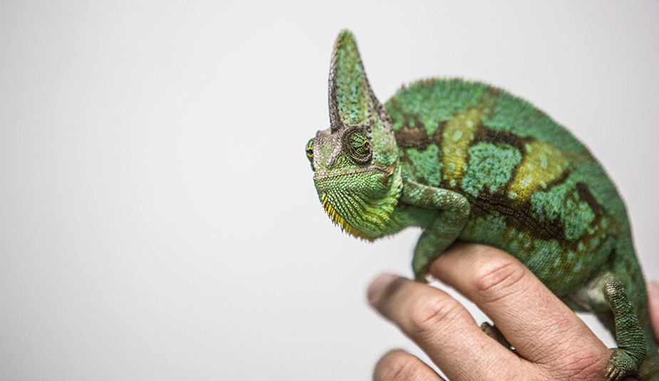 A Chameleon sits on a persons hand in front of plain grey background