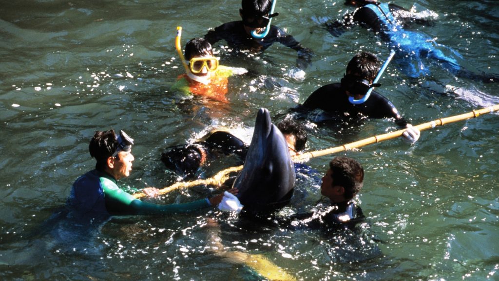 People in masks and snorkels surround a dolphin in the sea, trying to capture it