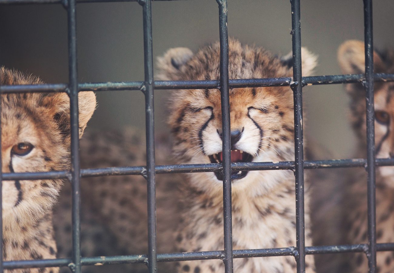 Three cheetah cubs look through bars, with the one in the middle opening its mouth with eyes shut