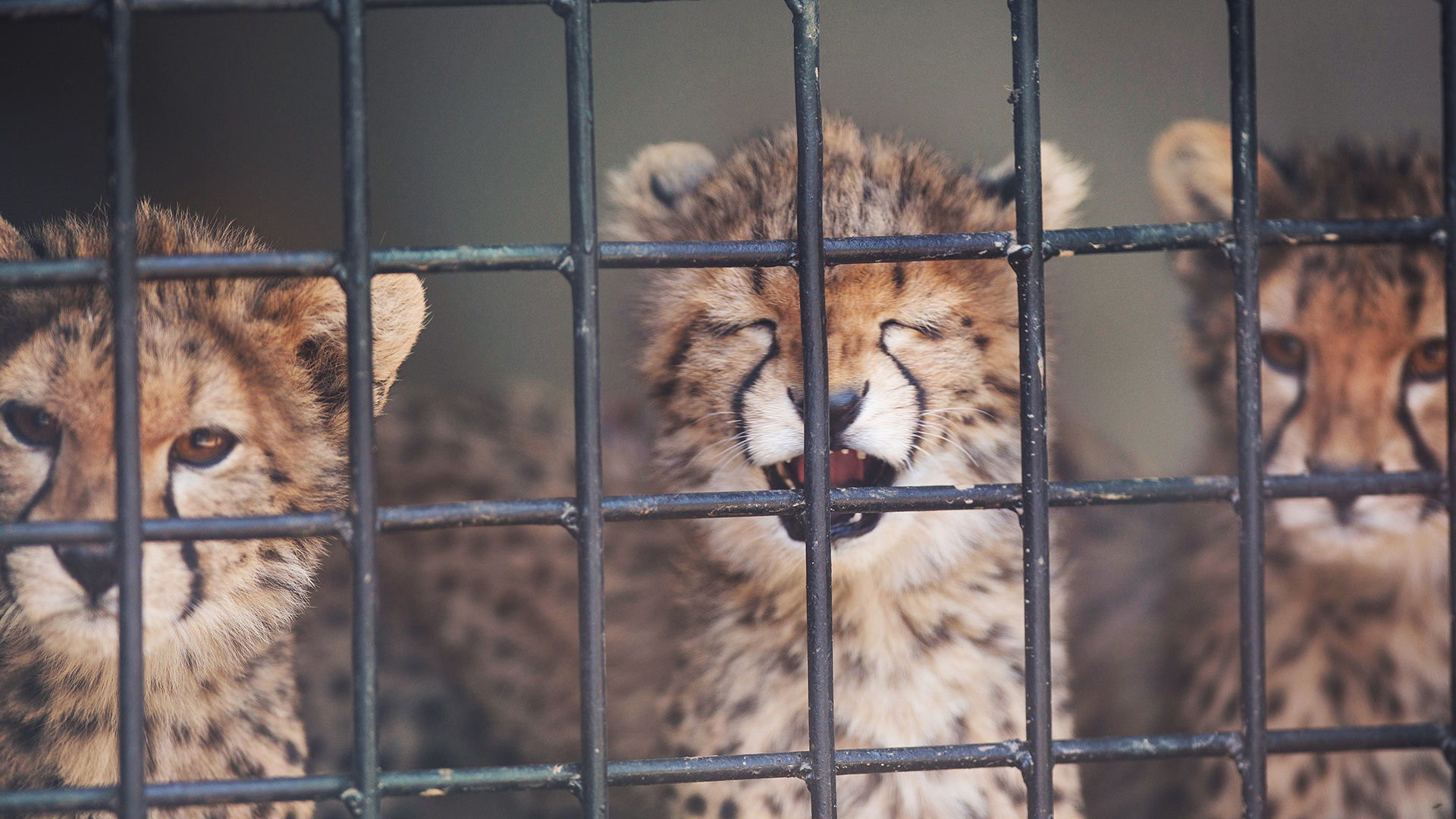 Three cheetah cubs look through bars, with the one in the middle opening its mouth with eyes shut