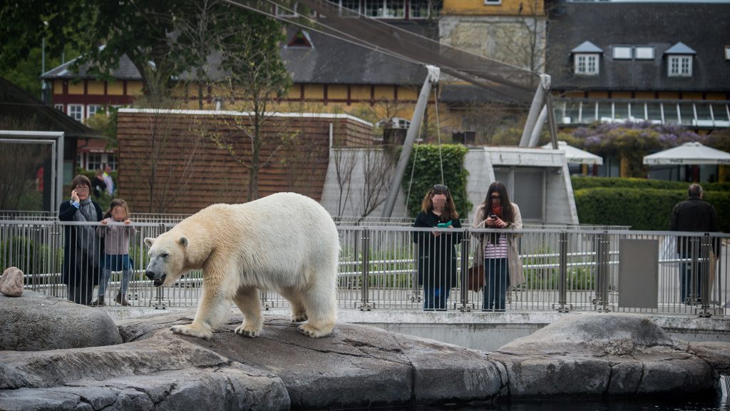 A polar bear in a city zoo enclosure