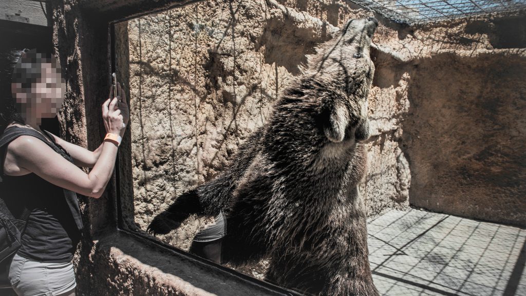 A woman takes a photo of a bear behind glass in a zoo