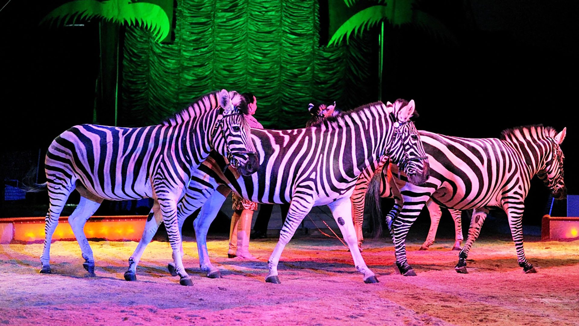 A group of zebra stand under fluorescent lights in a circus