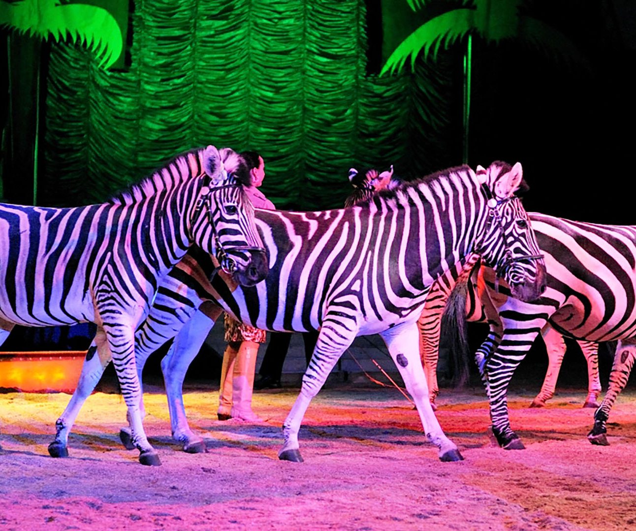 A group of zebra stand in fluorescent lights in a circus