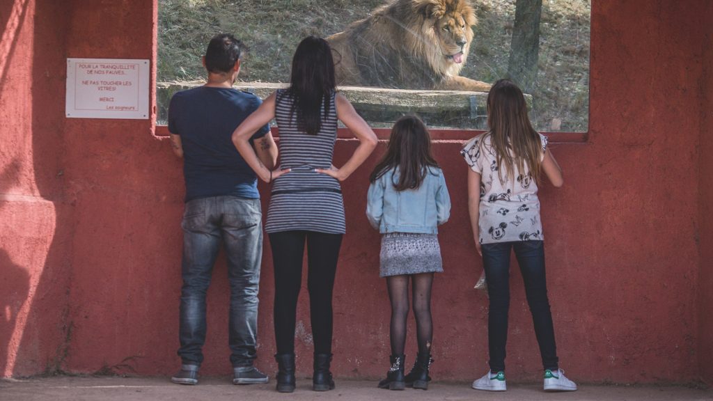 Children stand looking at a lion through a window at a zoo