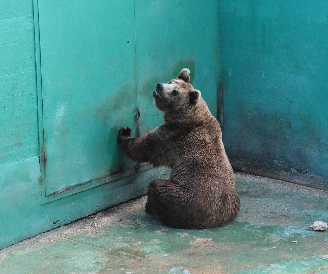A captive brown bear sitting in a completely barren concrete pit.
