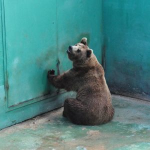 A captive brown bear sitting in a completely barren concrete pit.