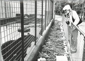 Bill travers looking at a bear behind a fence in a zoo