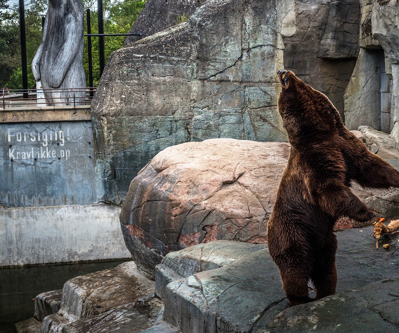 A bear stands on its hind legs twisting its neck, in a zoo enclosure