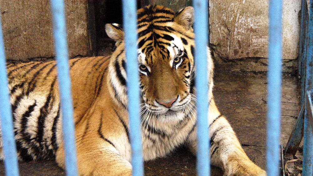 A tiger lies on the floor behind bars in a zoo