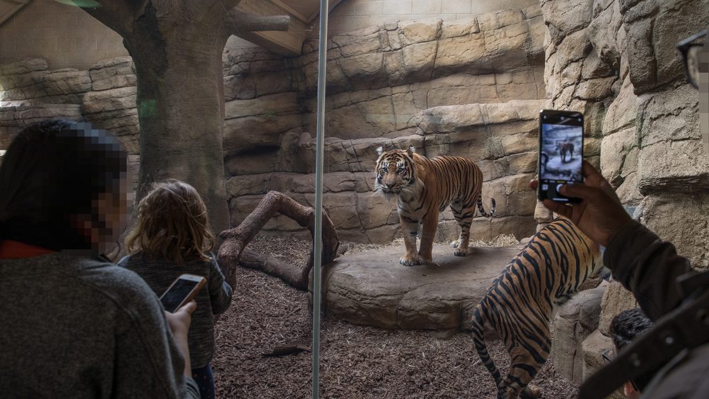 Two tigers are in a small zoo enclosure behind glass, people stand taking photos through the glass