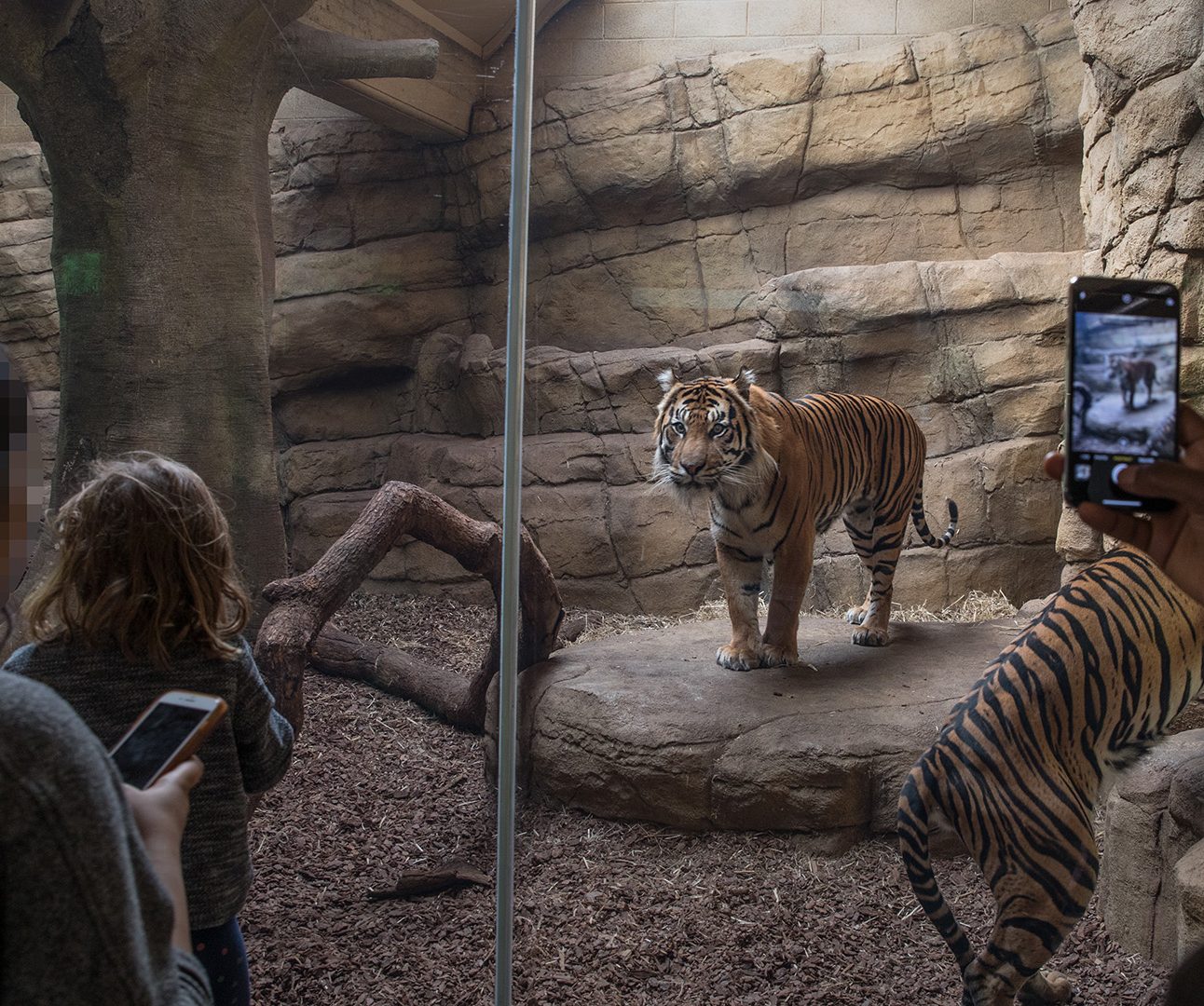 Two tigers are in a small zoo enclosure behind glass, people stand taking photos through the glass