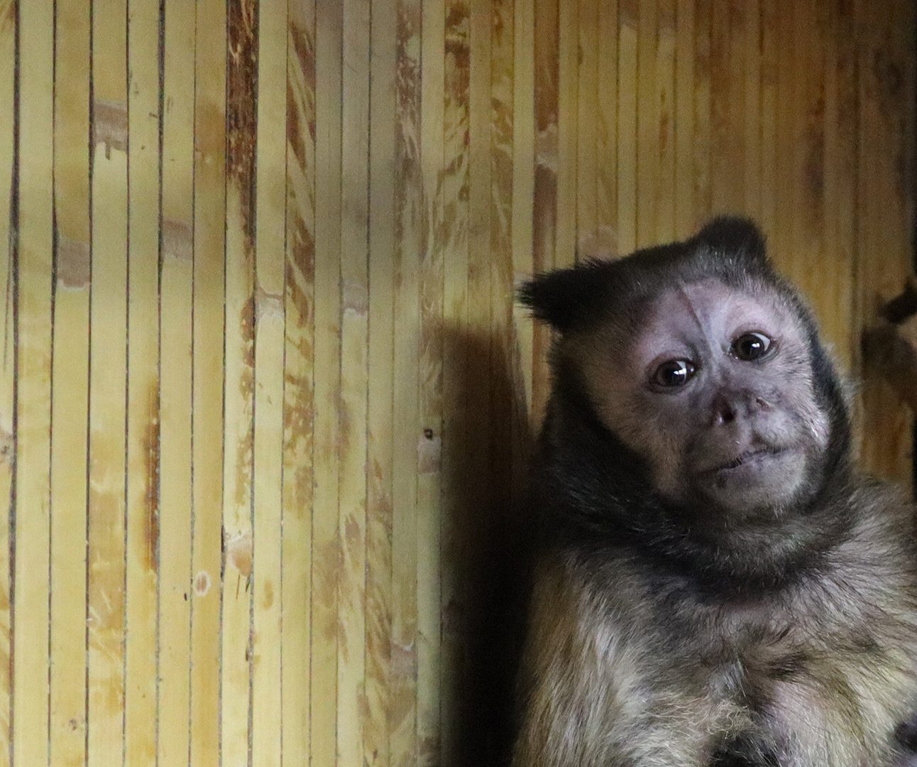 A brown capuchin monkey sits in the corner of a room with wooden board walls