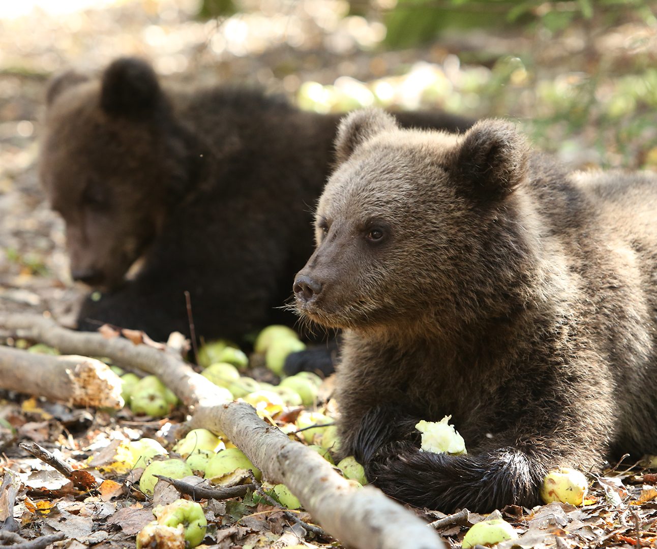A photo of two brown bear cubs foraging in the forest and eating apples