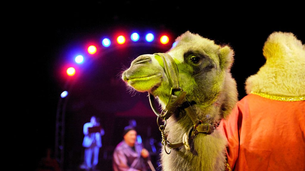 A camel in a circus with coloured lights behind it