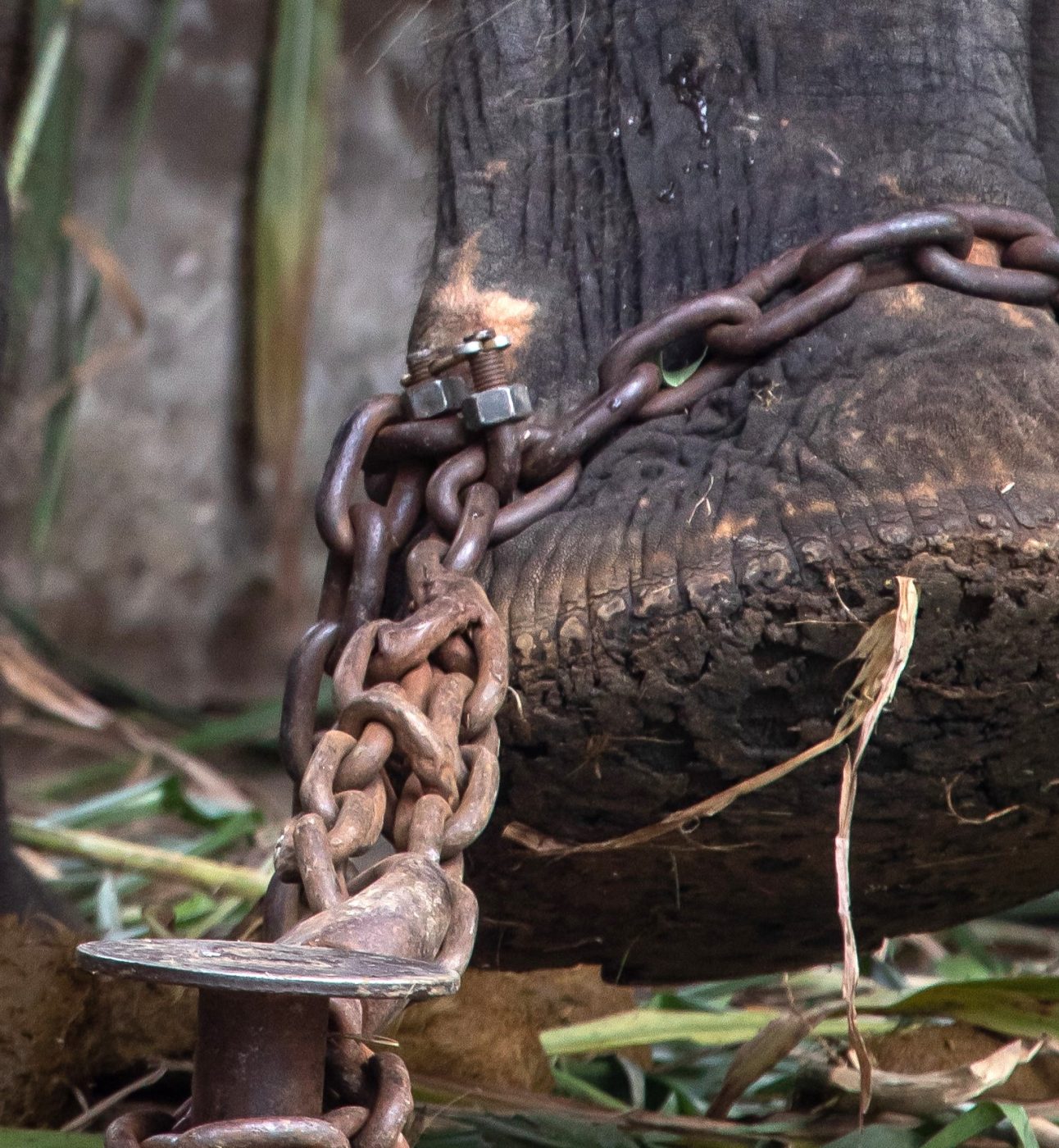 An elephant's foot in chains.