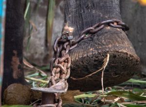 An elephant's foot in chains.